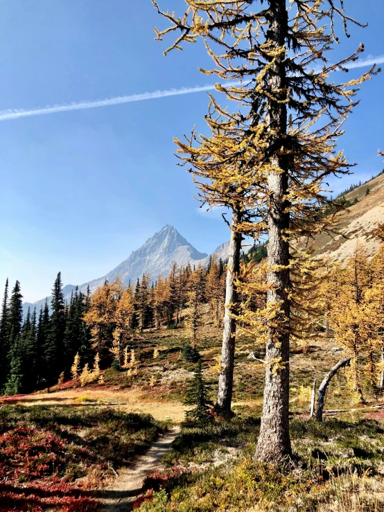 the trail follows a small group of trees in autumn colors