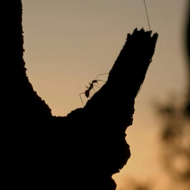 a po of a bug climbing a nch