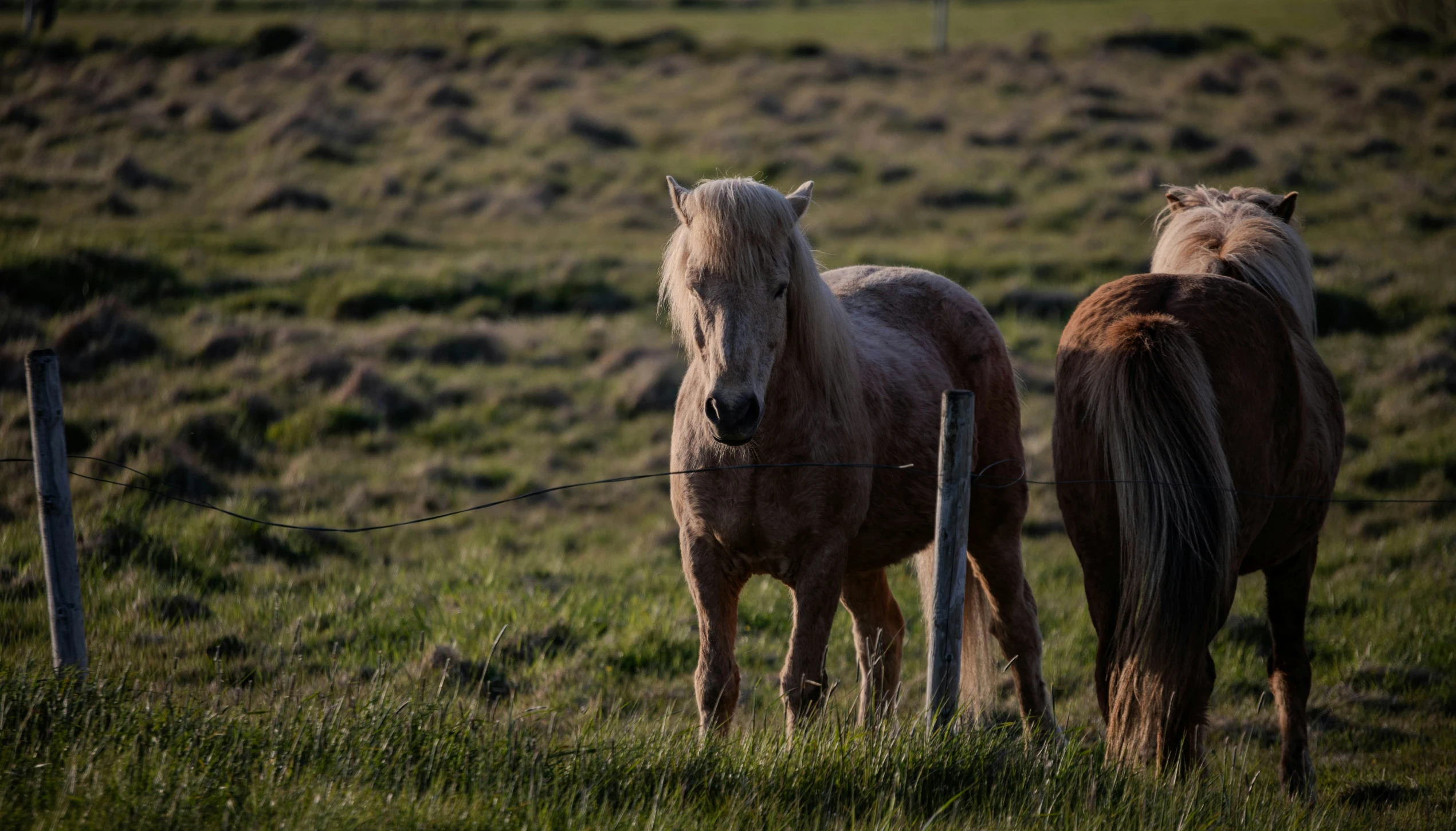 two brown horses standing together near a fence