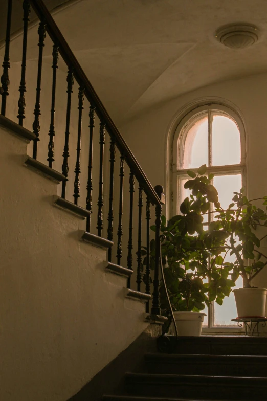 an empty staircase with plants and potted plants