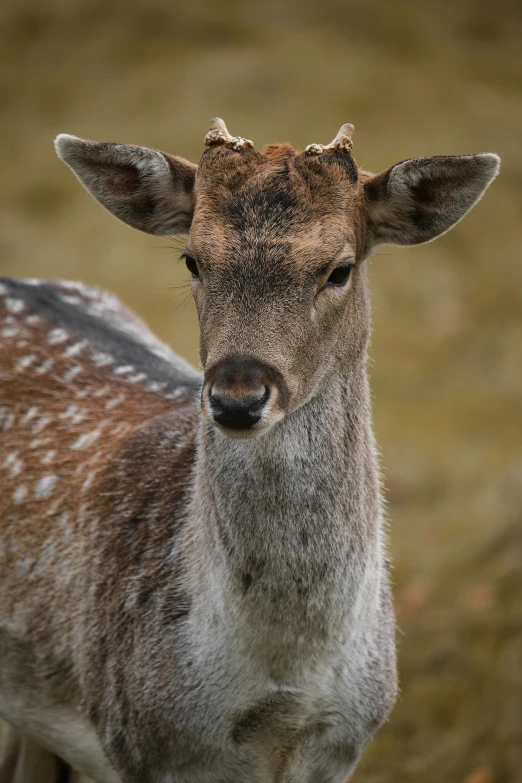 the front end of a young deer is looking into the camera