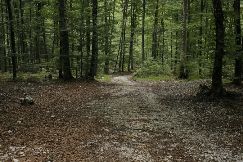 a dirt road surrounded by a forest filled with trees