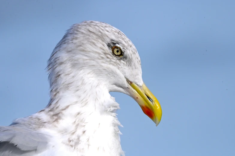 a close up view of a white seagull with yellow beak