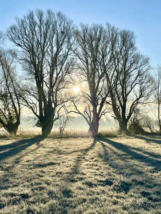 sunlight shining on three trees in a grassy field