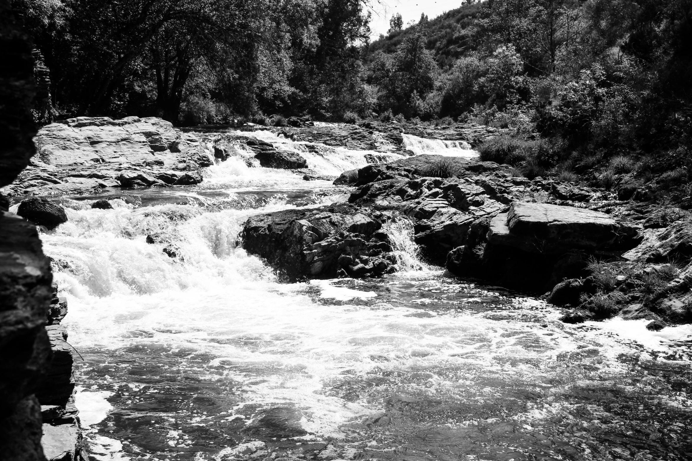 a small body of water surrounded by forest