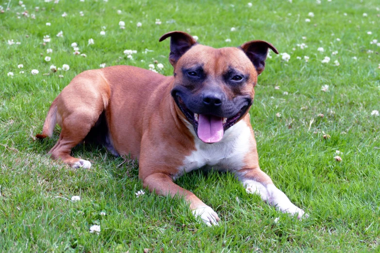 a happy brown and white dog sitting on grass