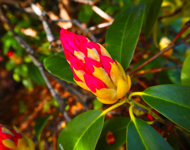 an orange and red flower in some leaves