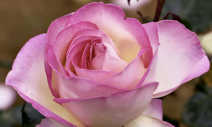 pink rose budding with a blurred background