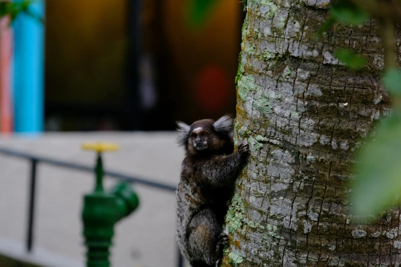 a small monkey is peaking out from behind the tree