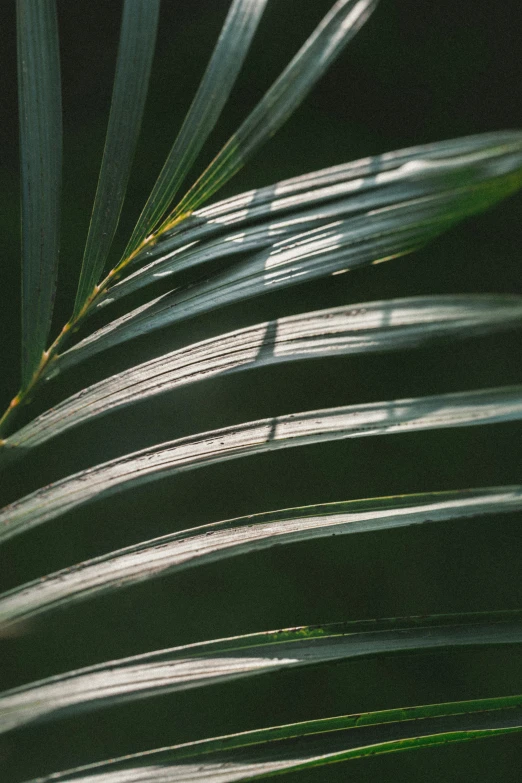 the back of the green and white leaf