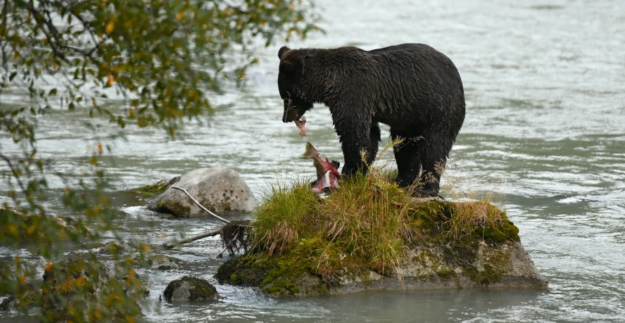 a bear standing on top of a rock eating fish