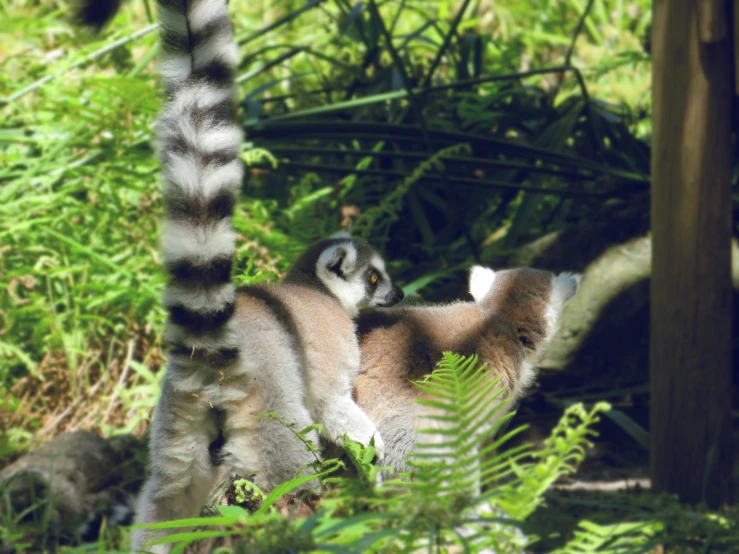a baby lemurd standing in the grass between two tall trees