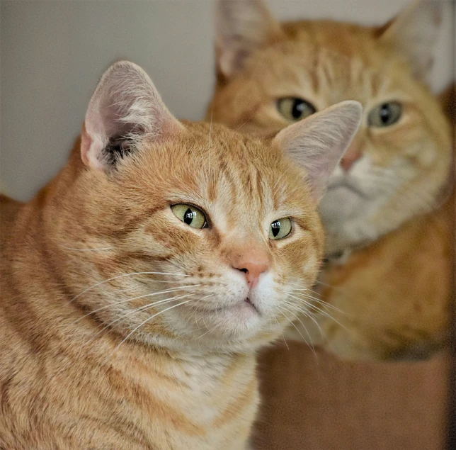 two cats sitting in front of the same mirror