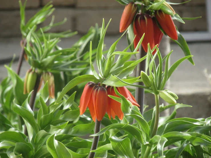 several small orange flowers with leaves and buds