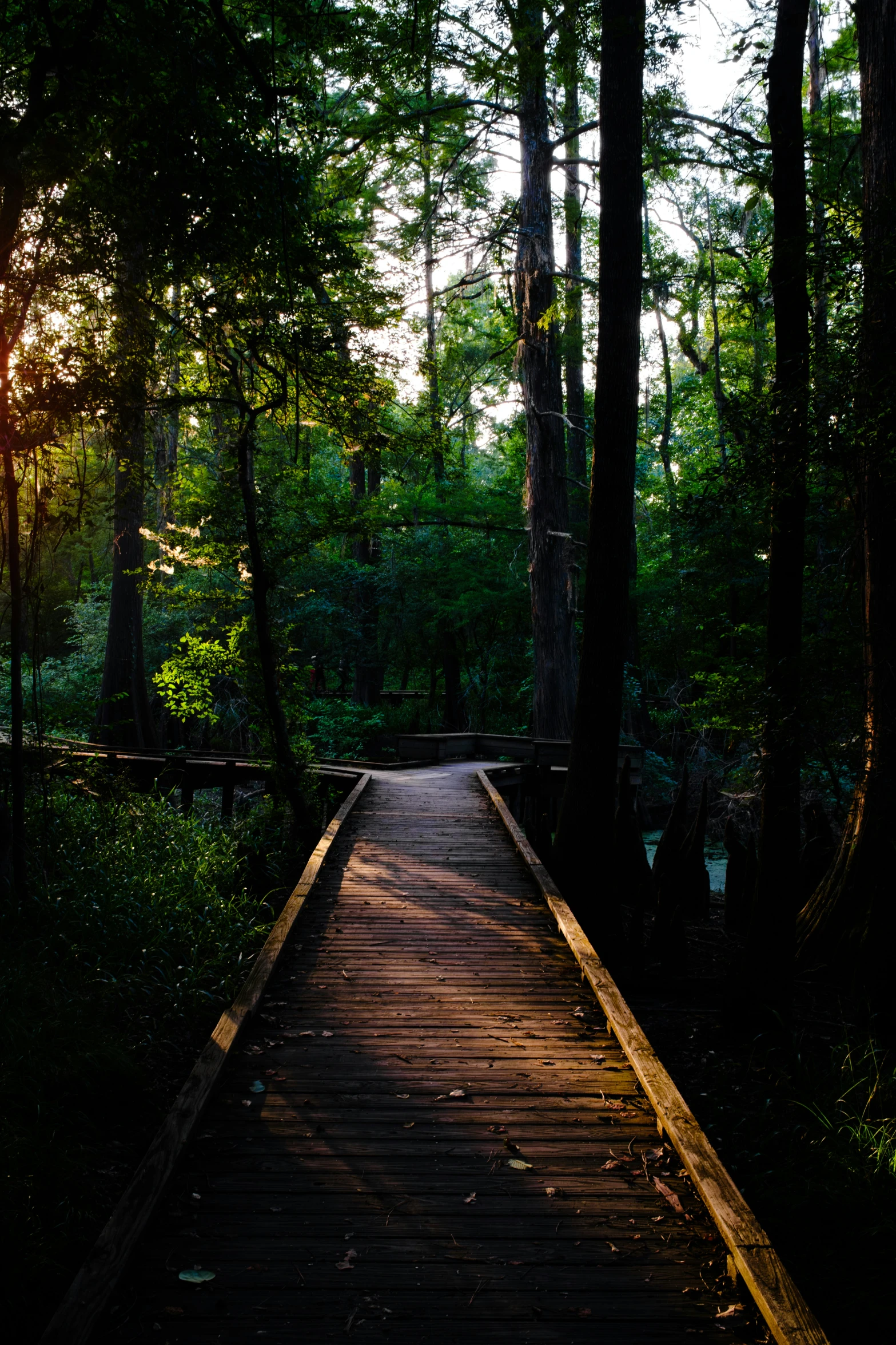 an image of a path that leads to the woods