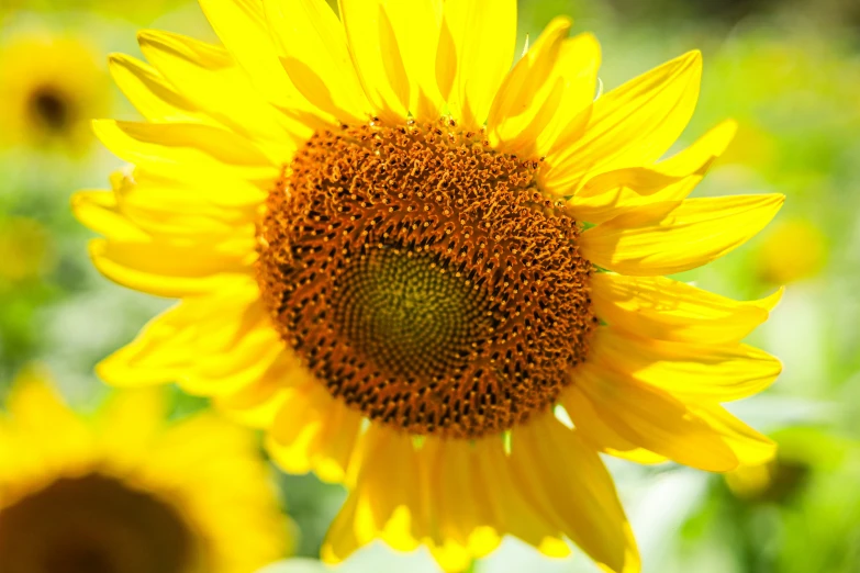 the large yellow sunflower is blooming in the garden