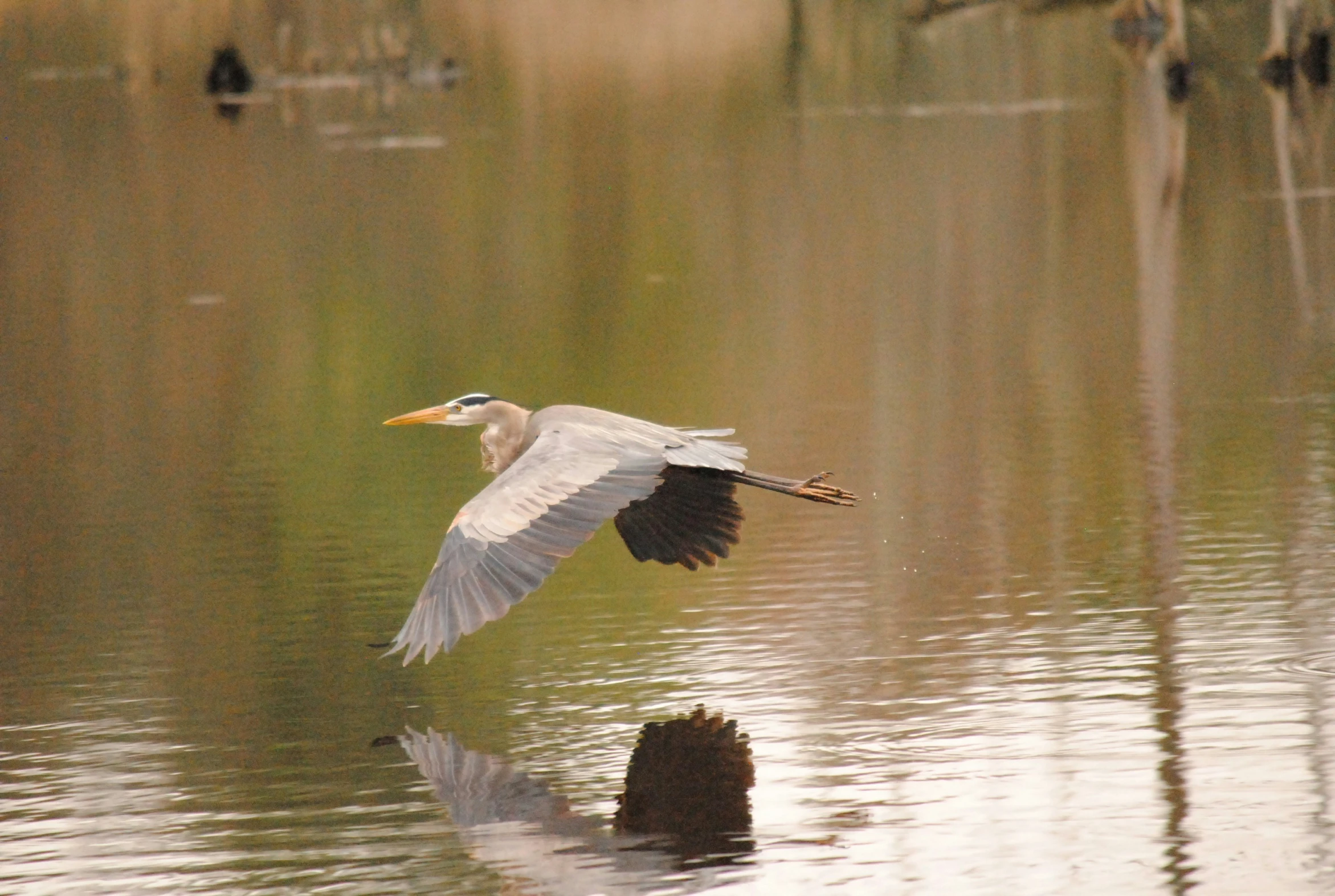 a bird is flying low over the water