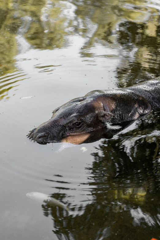 an alligator is submerged in water among trees