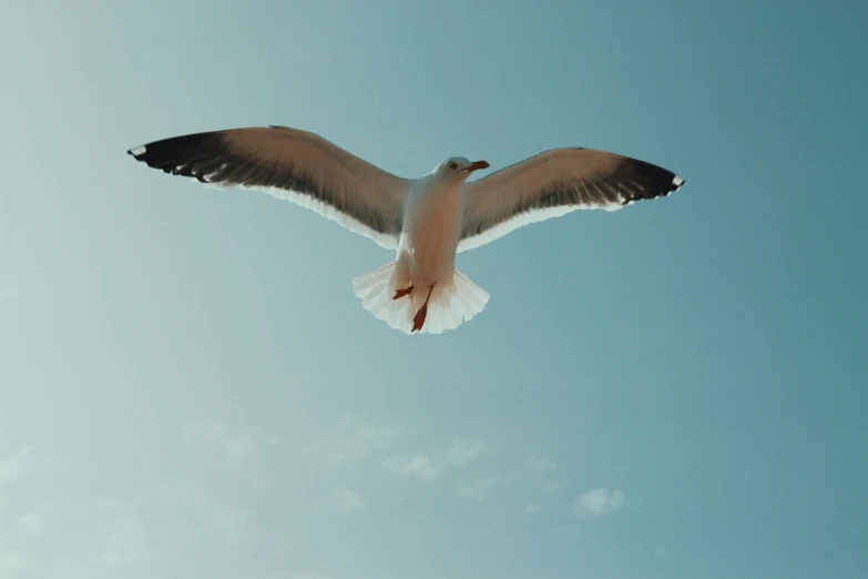 the bird is flying in the clear blue sky