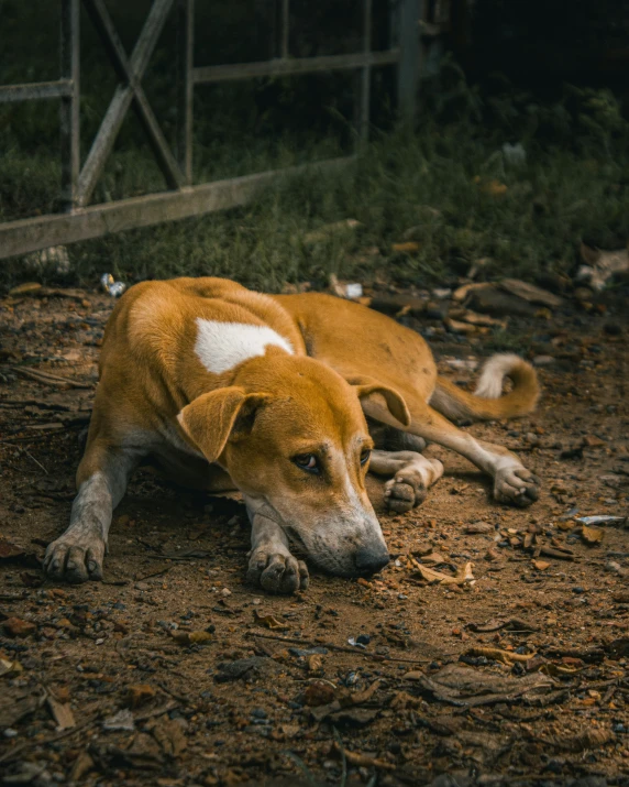 a small brown dog laying on top of a dirt field