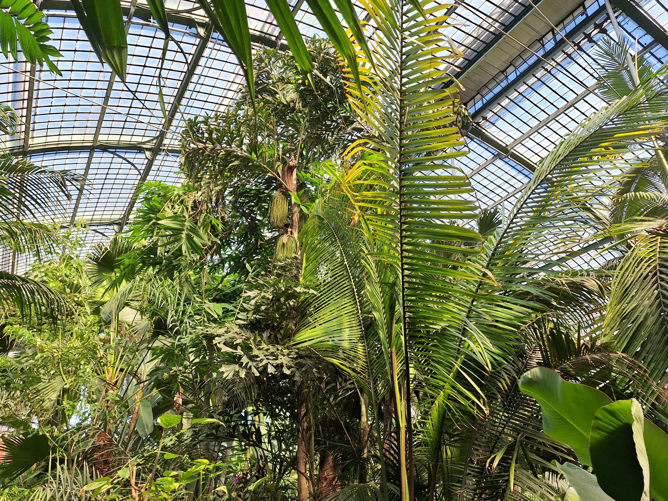 an old greenhouse with lots of palm trees and other plants