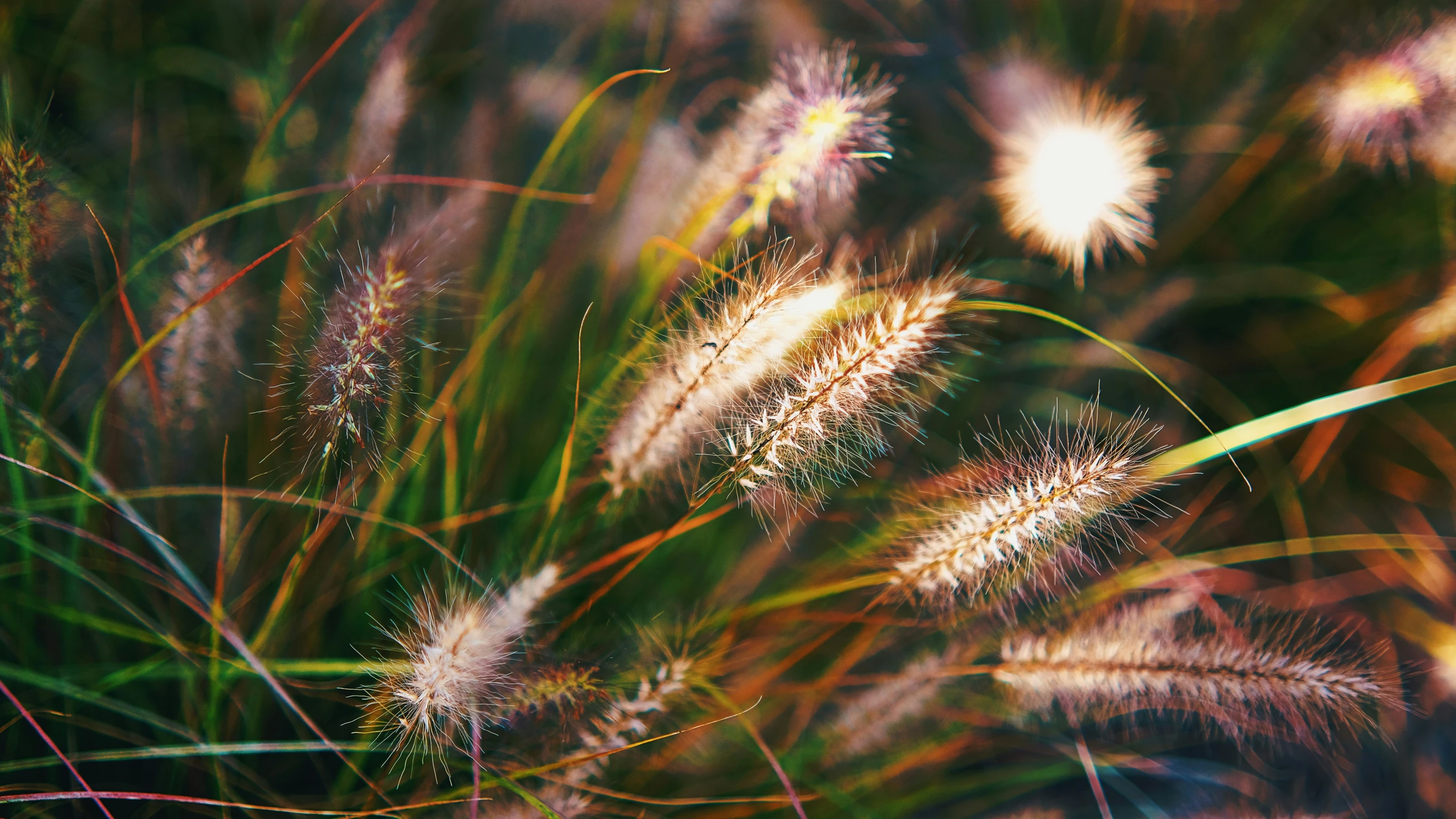 a bunch of grass is blowing in the wind