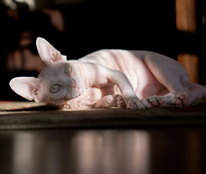 hairless cat sitting on a wooden floor with black background