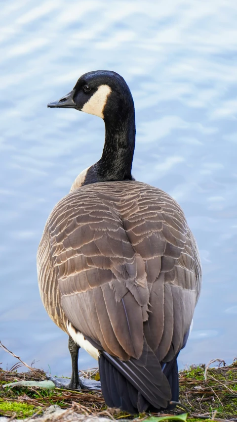 a goose sits on a nest in the middle of a pond