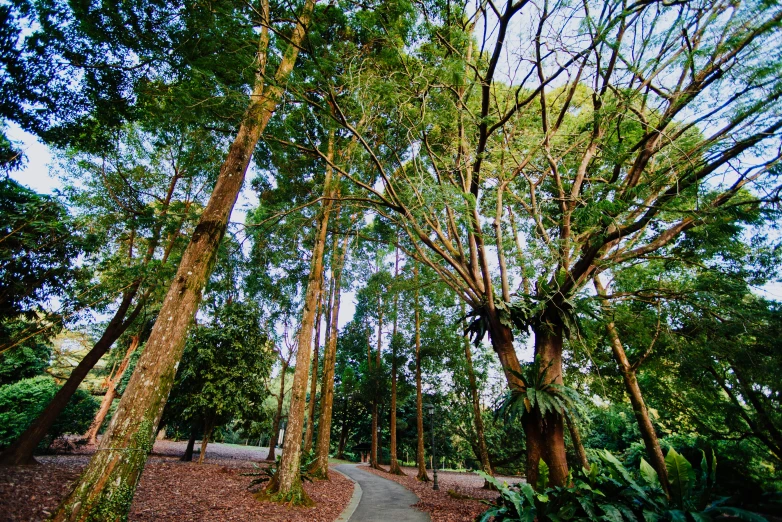 trees with their trunks standing tall in the woods