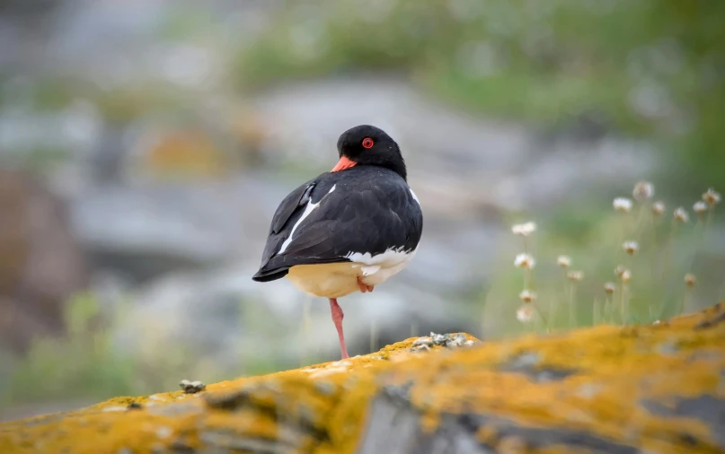 a bird is standing on a rock and looking up at the sky