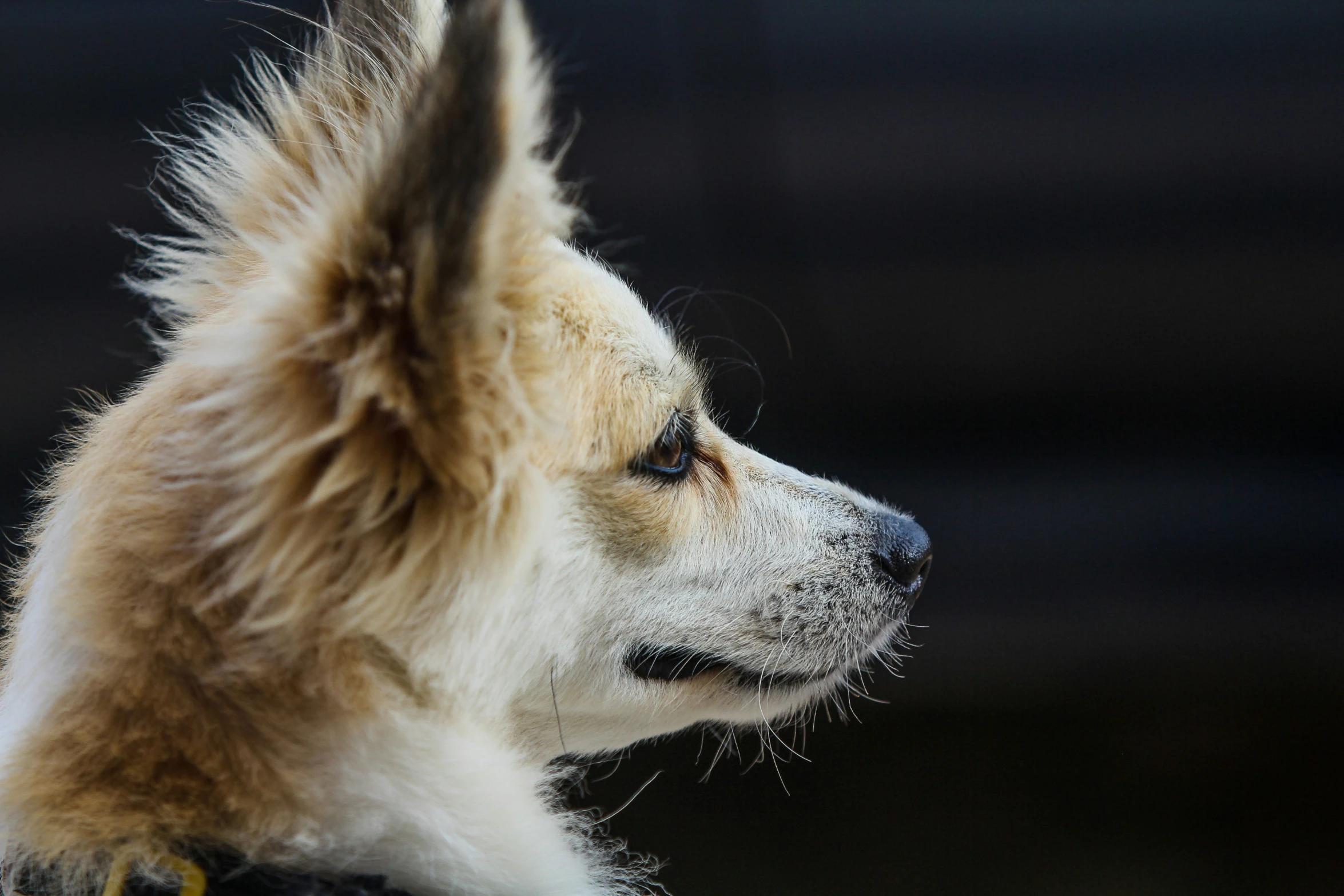 the fluffy dog is wearing the collar of his owner