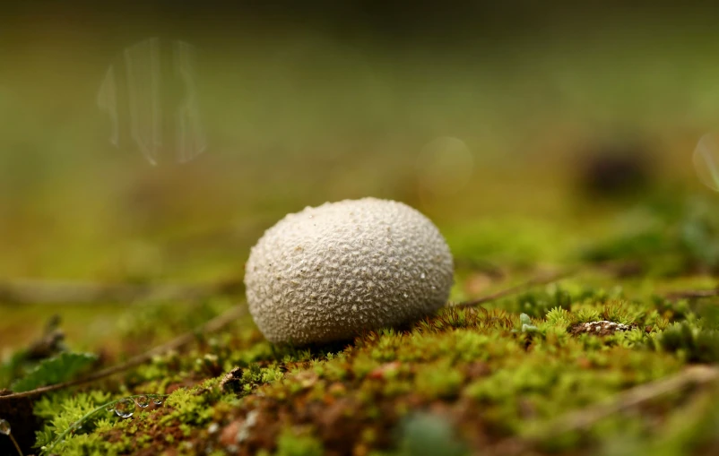 a mushroom that is growing on the ground