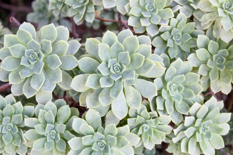 this is a group of succulent flowers with lots of leaves