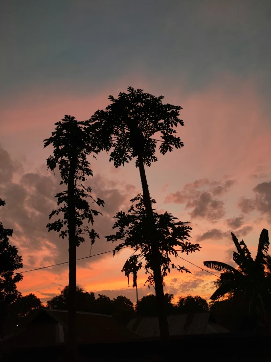 a sunset with trees silhouetted against it