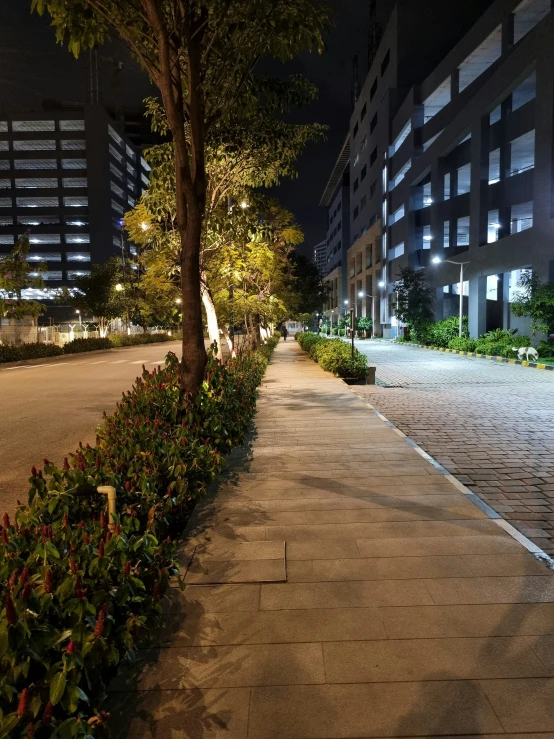 street with trees at night with no one in the po