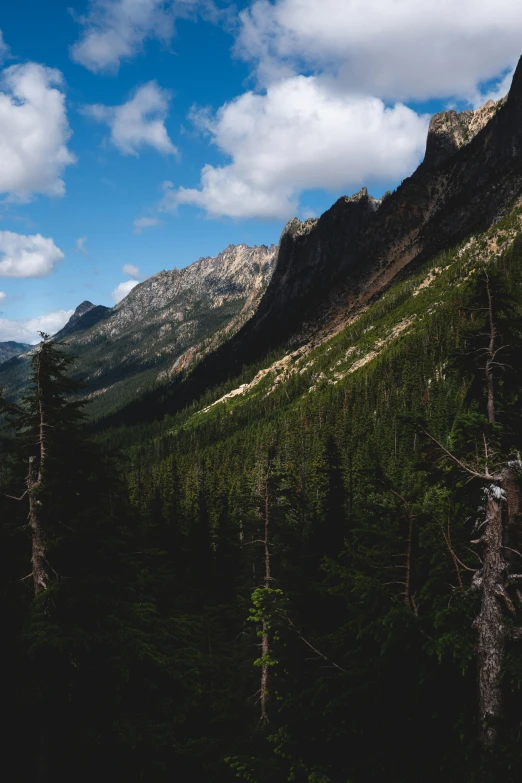 the trees in the forest are dying, while the mountain tops are still covered in snow