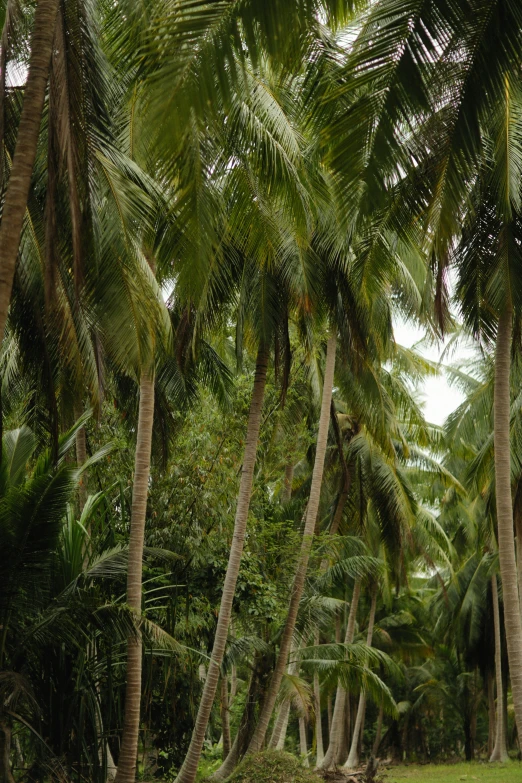 there is a large elephant in the trees