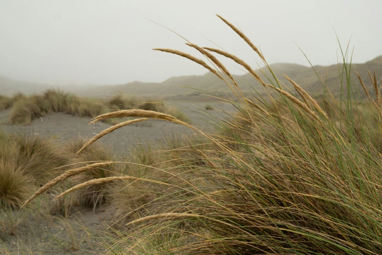 the brown grass has long stalks and thick, tall leaves