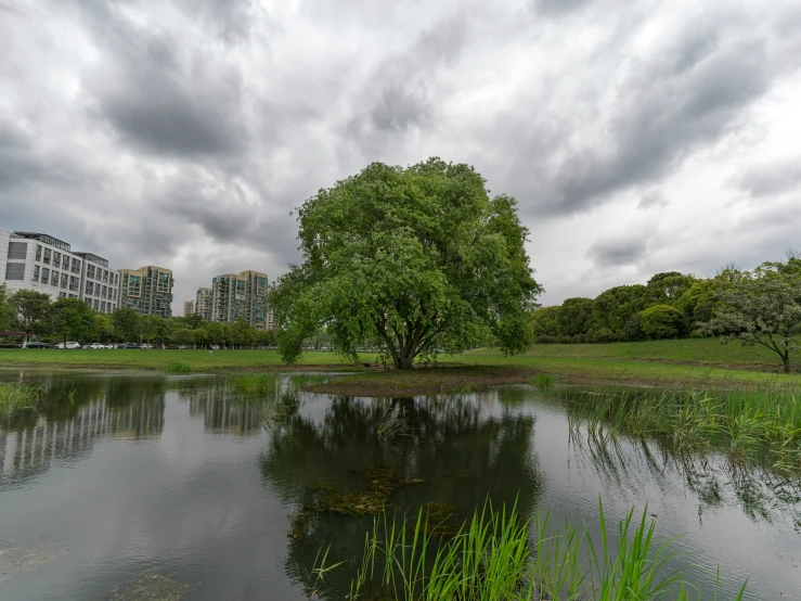 a pond in a city park with trees