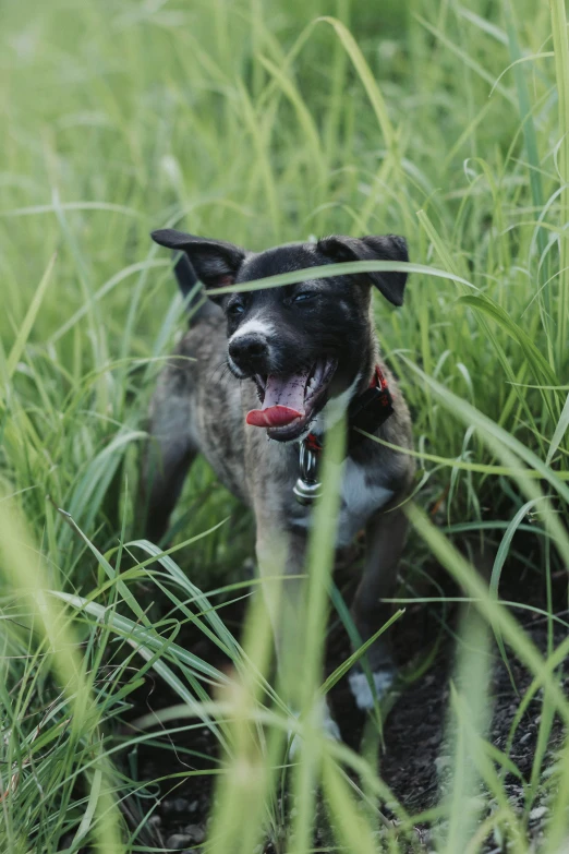 a dog looking off to the side through long grass