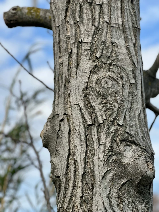 closeup of carved wooden face on tree trunk