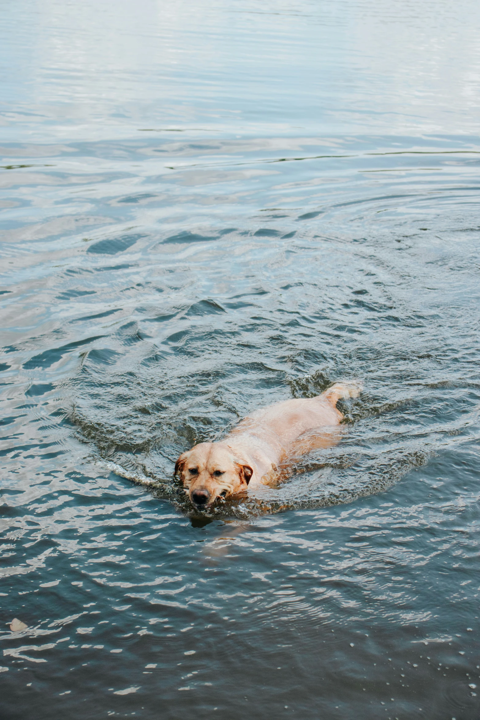 dog swimming on the open ocean waters