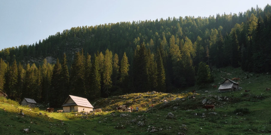 three houses with trees on both sides of them