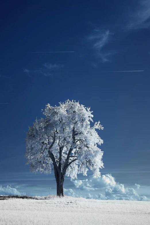 a tree on the grassy hillside with a blue sky