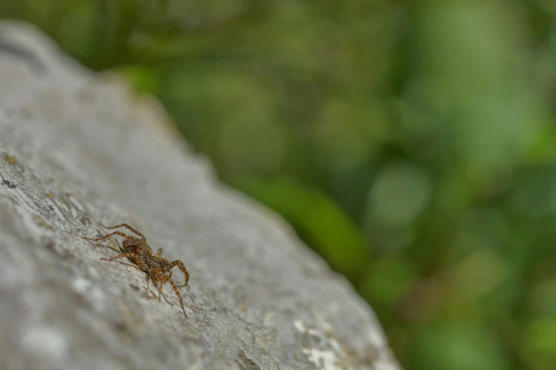 a small spider crawling on a rock next to a green leafy area