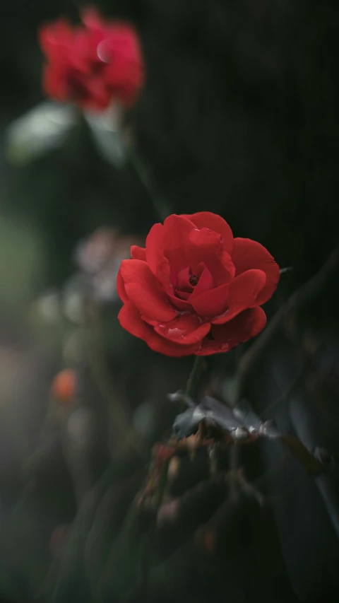 some red flowers blooming on dark ground