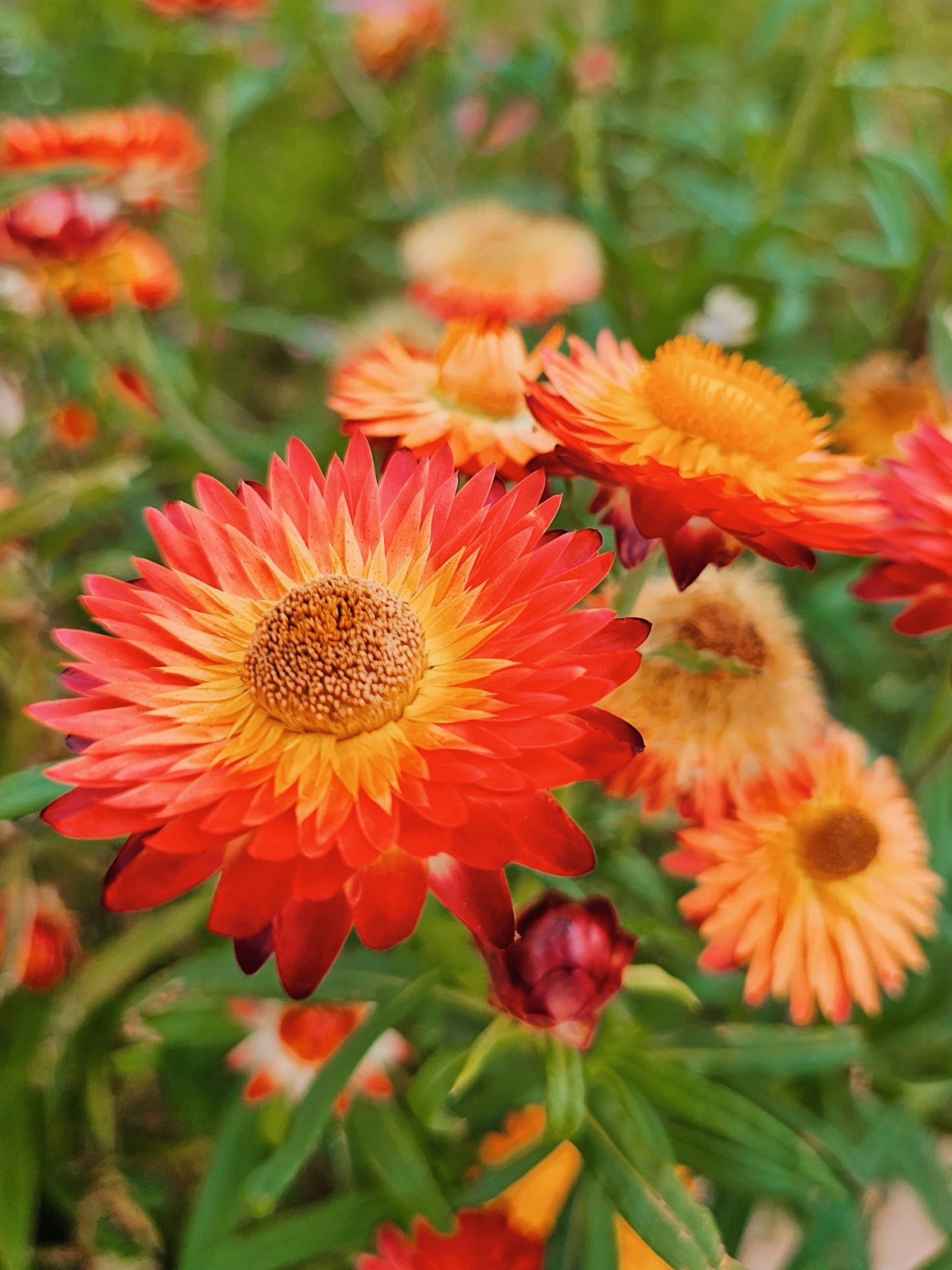 an image of colorful flowers that are in the grass