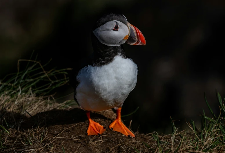 a puffy bird with a big beak