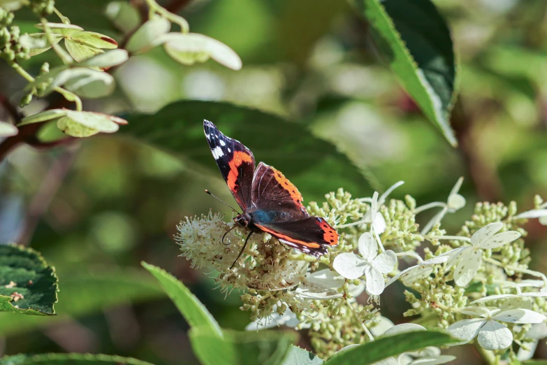 a erfly sitting on a flower near a leaf