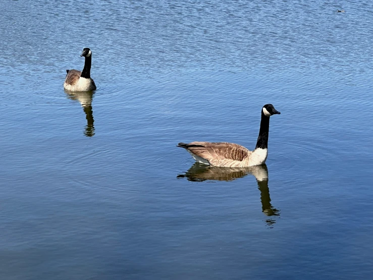 two large and small ducks in the middle of water